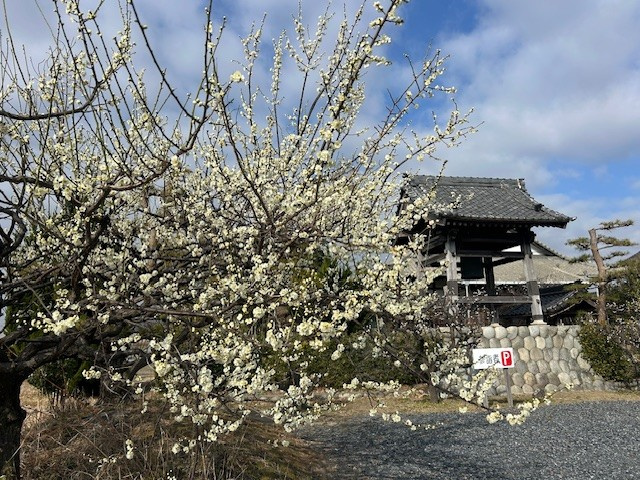 【弥富市不動産売却】春到来？の画像