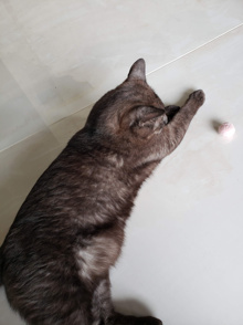 家族のご紹介！の画像