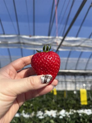 いちご狩りの画像