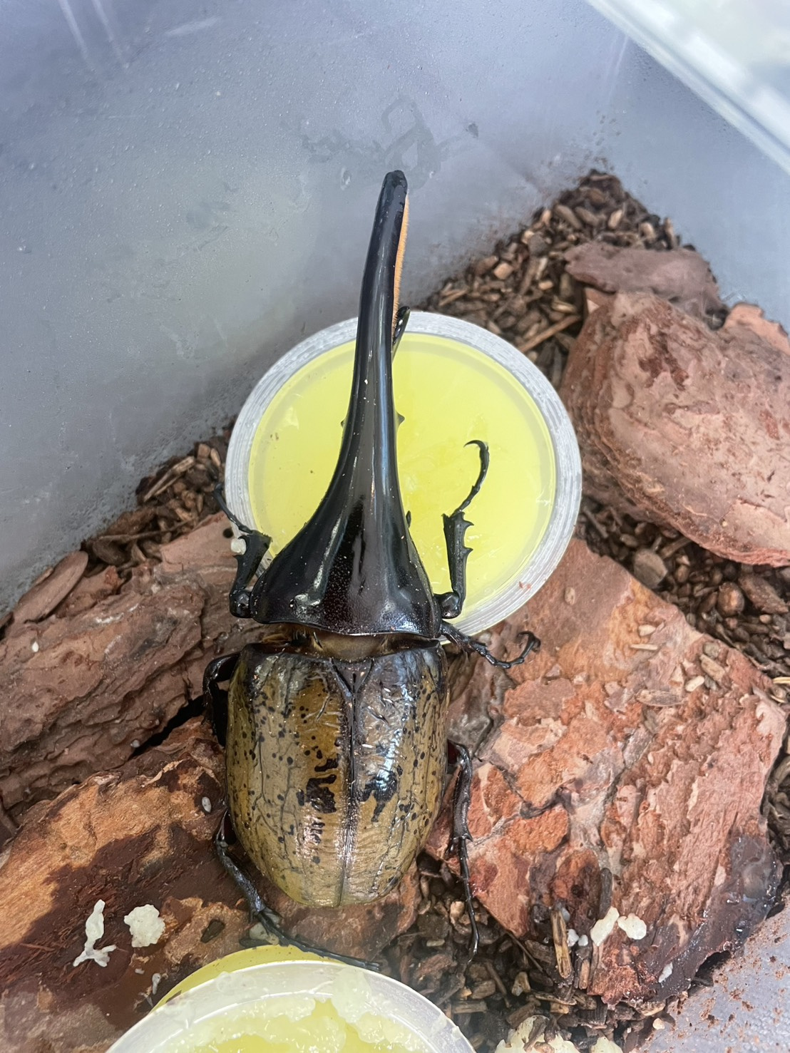 こんな戴き物は初めての画像