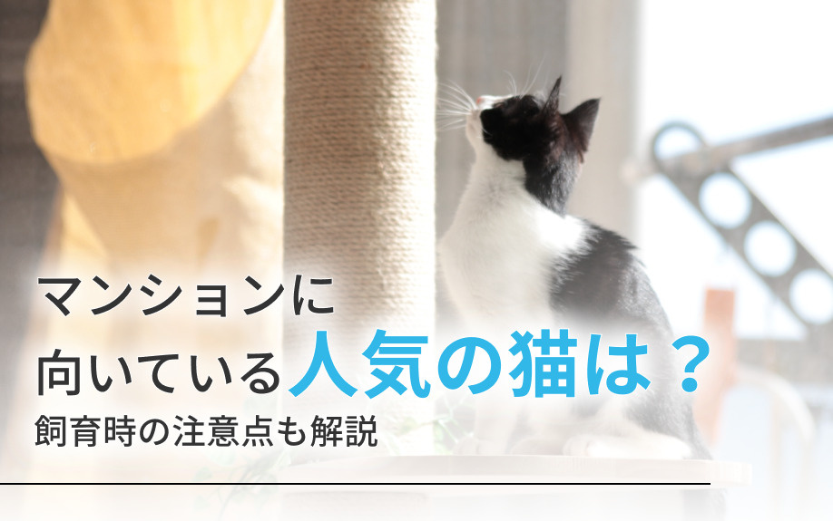 マンションに向いている人気の猫は？飼育時の注意点も解説の画像