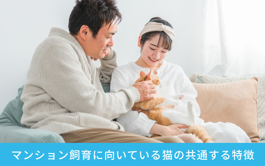 マンション飼育に向いている猫の共通する特徴