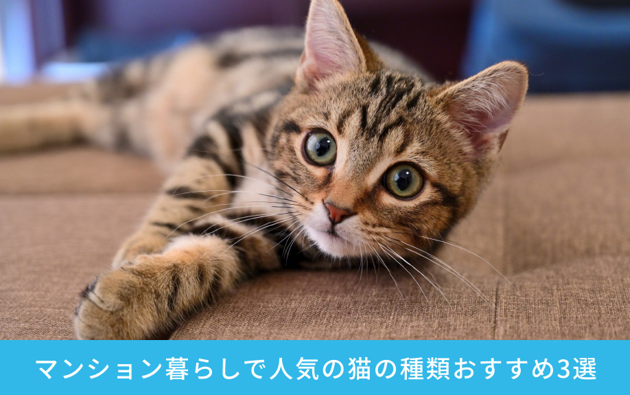 マンション暮らしで人気の猫の種類おすすめ3選