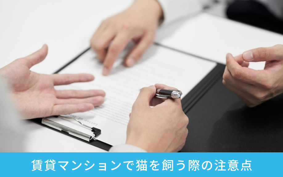 賃貸マンションで猫を飼う際の注意点