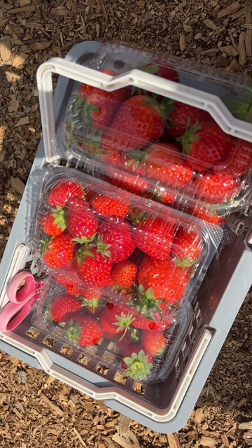 いちご狩りの画像