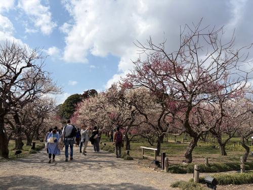 美術館と梅めぐりの画像