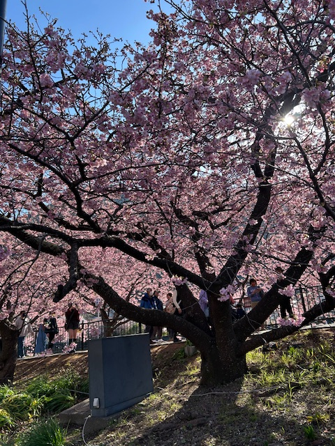 おはなみの画像