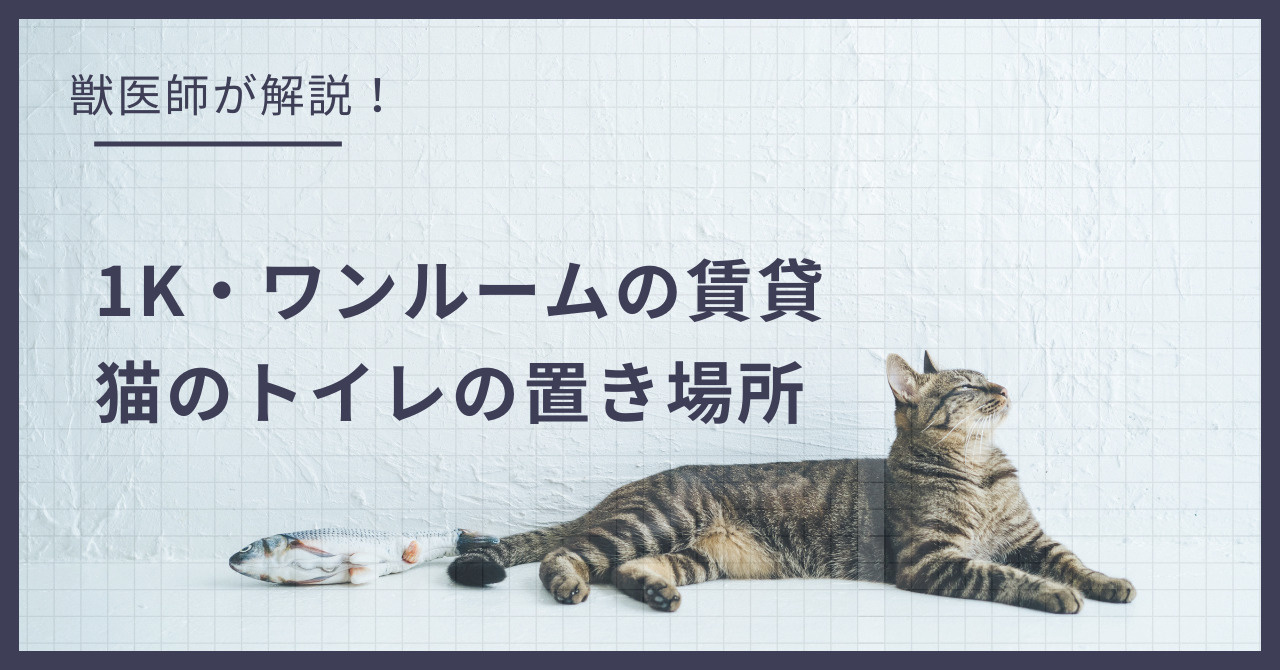 1K・ワンルームの賃貸、猫のトイレはどこに置く？獣医師が勧める配置とニオイ対策の画像