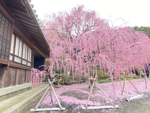 【南あわじ市】春の訪れを告げる桃色の絶景。八木「村上邸のしだれ梅」が見頃の画像