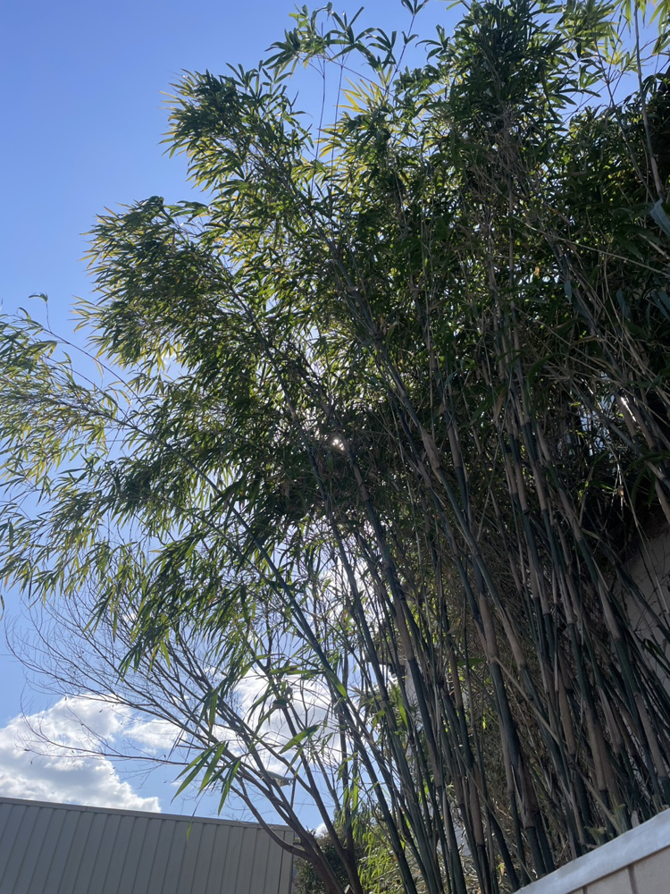 竹の伐採・伐根の画像