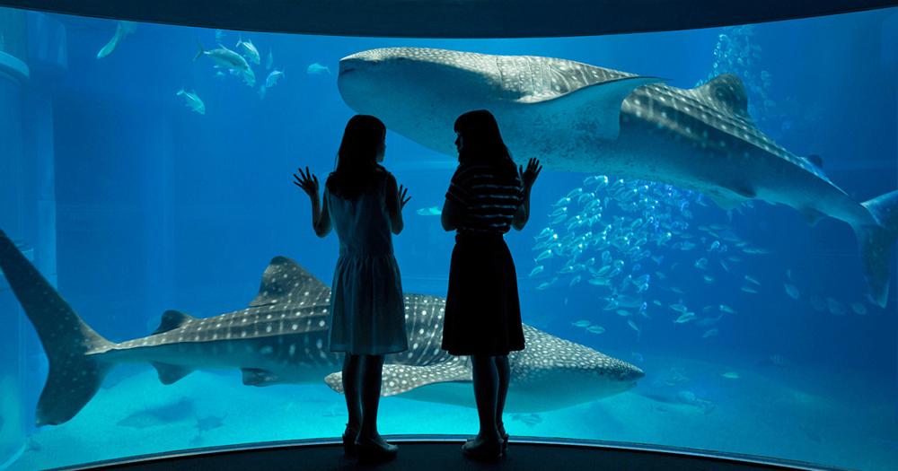 夜の海遊館は17時から！幻想的なナイトアクアリウムの魅力と楽しみ方の画像