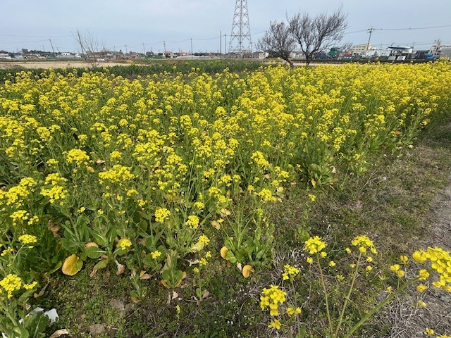 【津島市不動産売却】春の装いの画像
