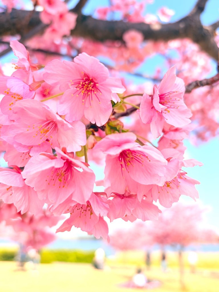 佐鳴湖公園に春がやってきた！の画像