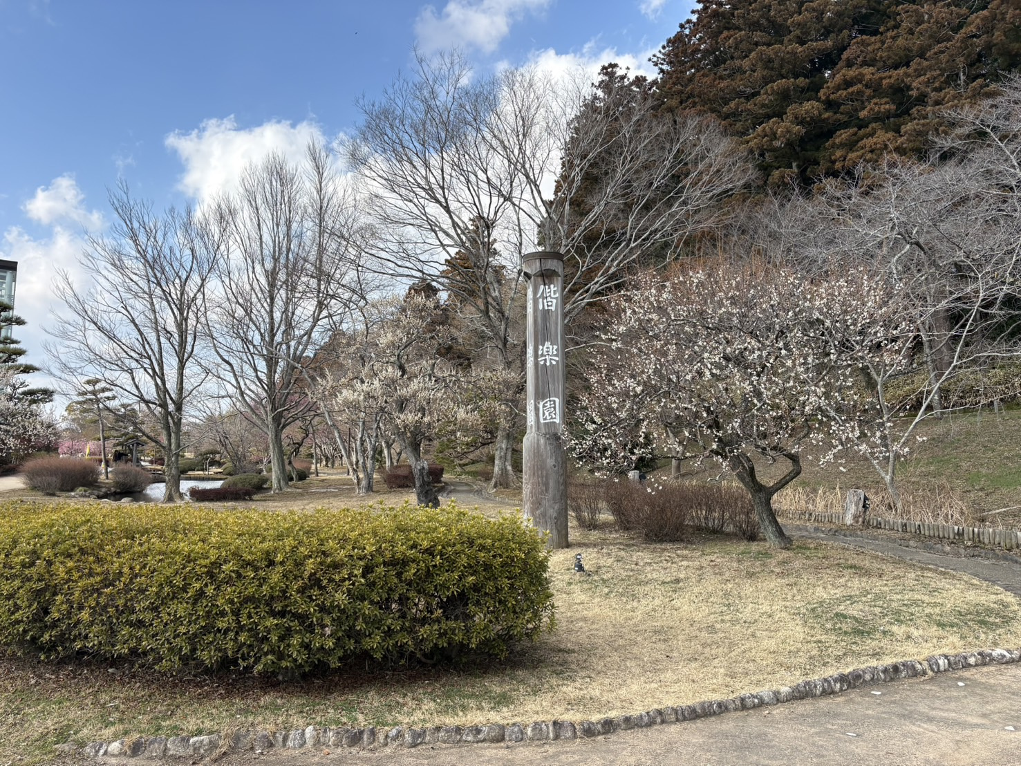 梅まつりに行ってきましたの画像