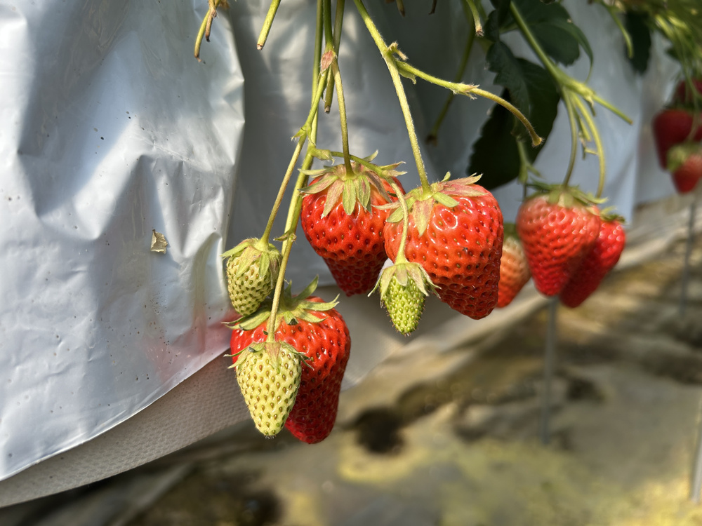 いちご狩りの画像