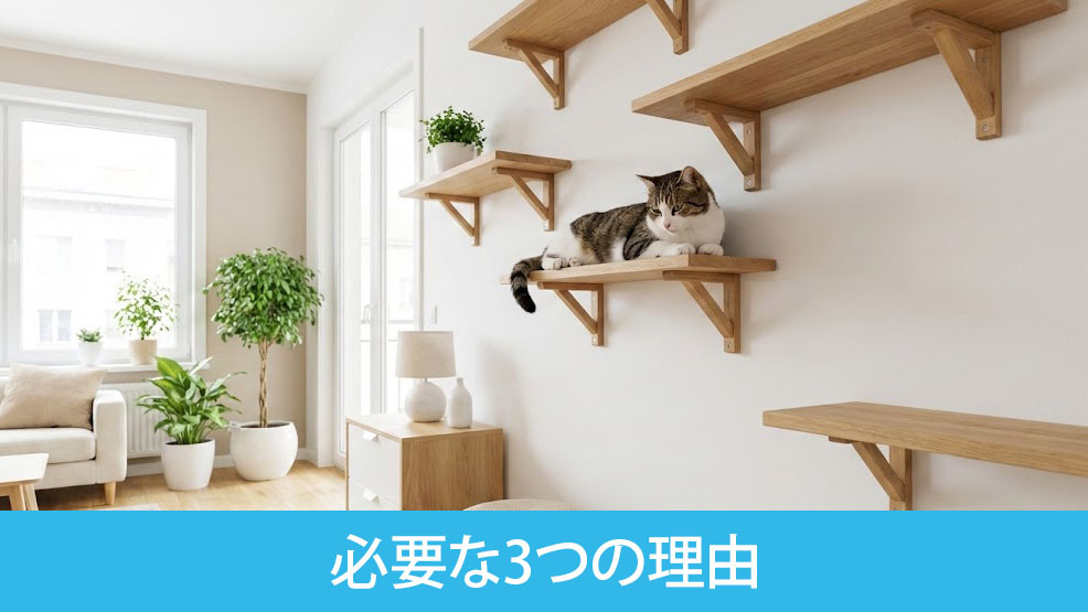 室内猫にキャットウォークが必要な3つの理由
