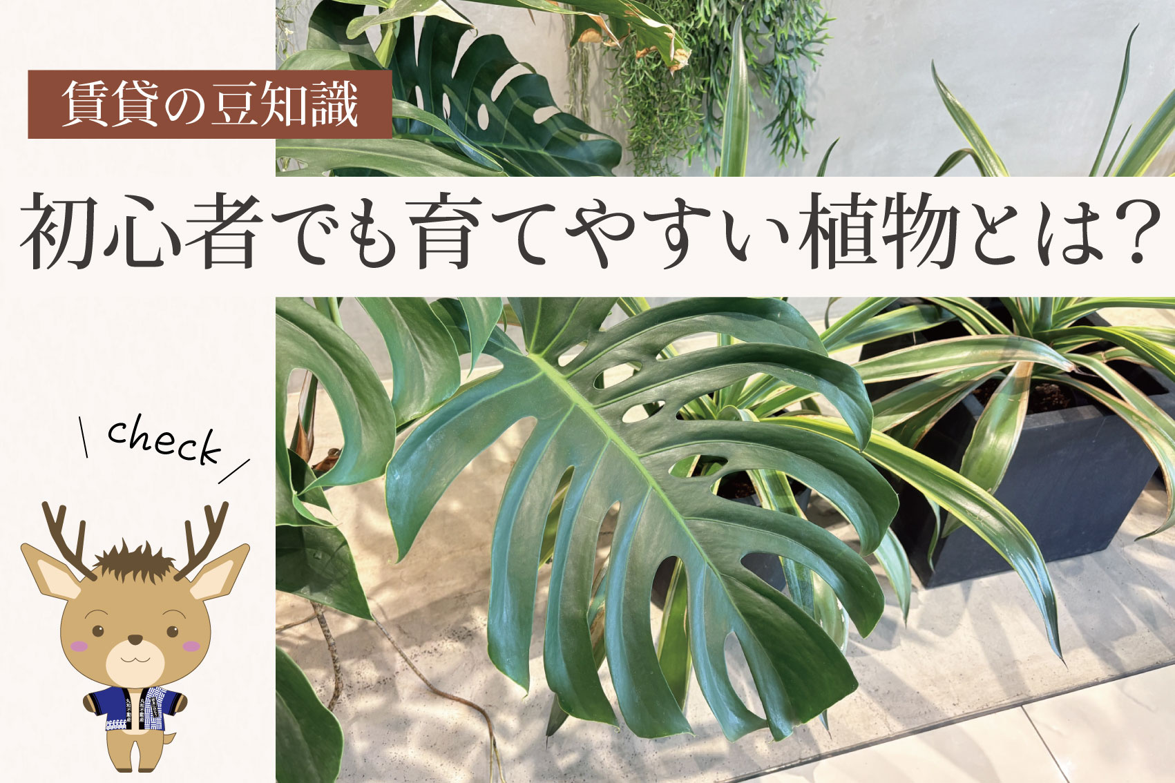観葉植物のある暮らし｜初心者でも育てやすい植物とは？の画像
