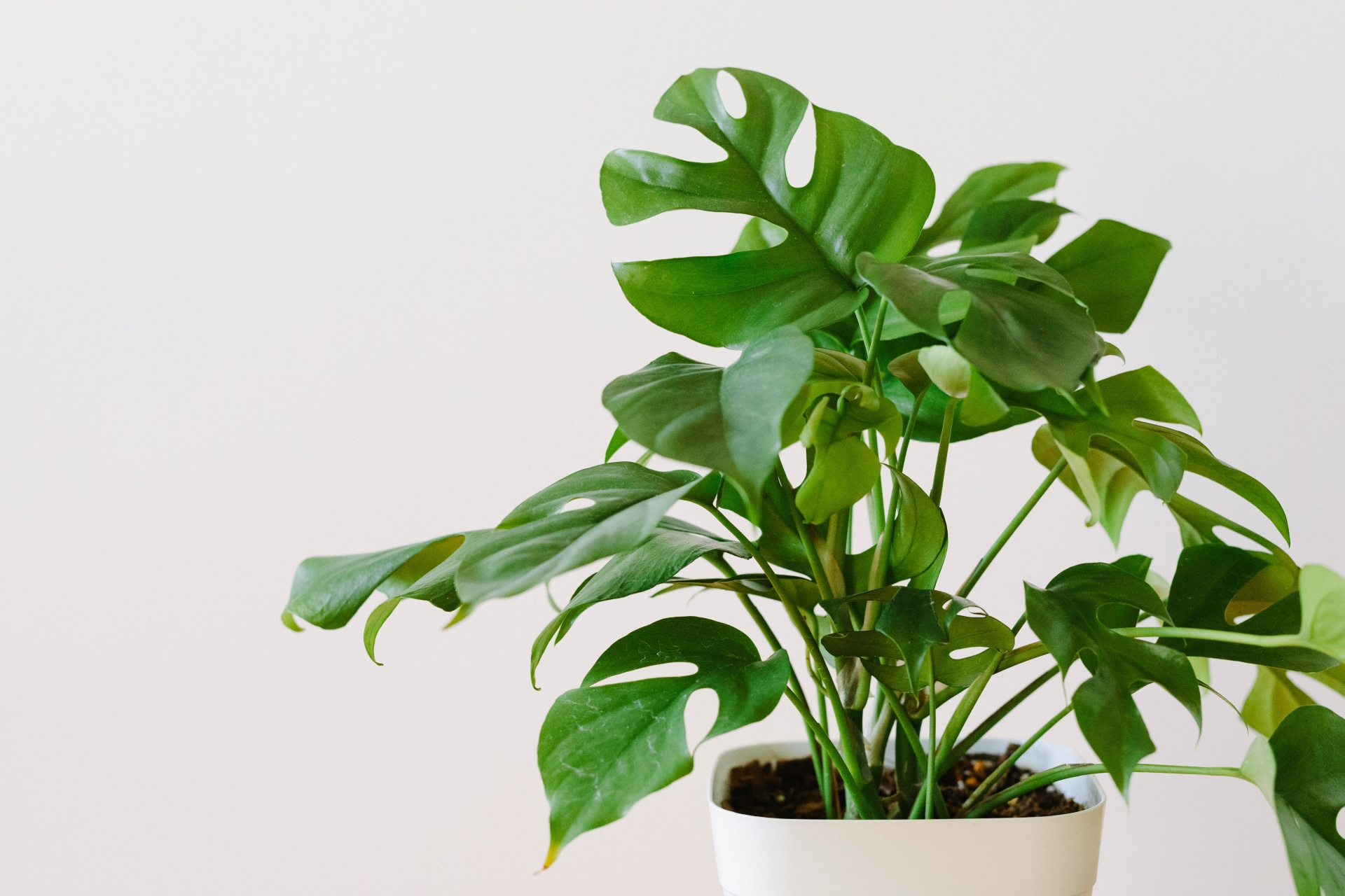 ポトス（Epipremnum aureum）の葉