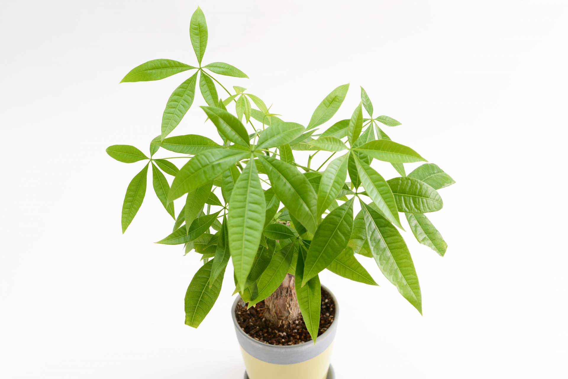 パキラ（Pachira aquatica）の姿