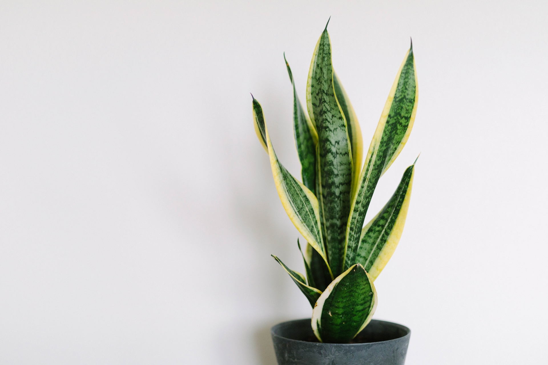 サンスベリア（Sansevieria trifasciata）の株