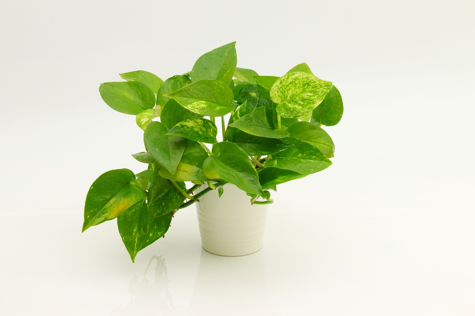 モンステラ（Monstera deliciosa）の葉