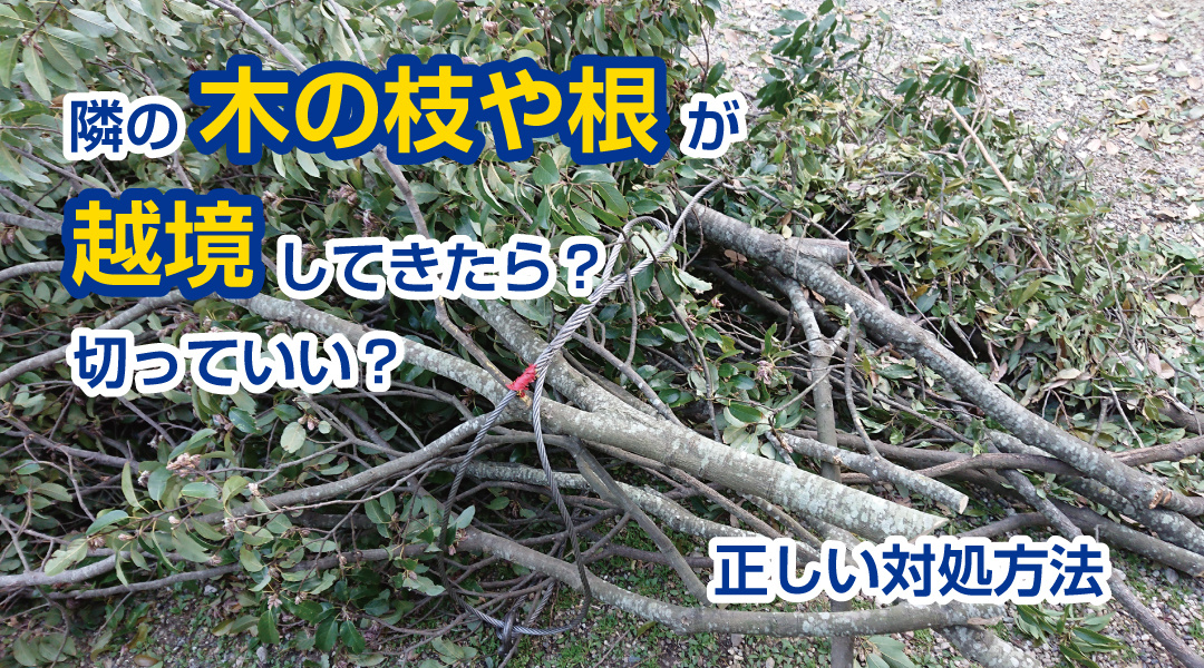 隣の木の枝や根が越境してきたら？切っていい？正しい対処方法の画像