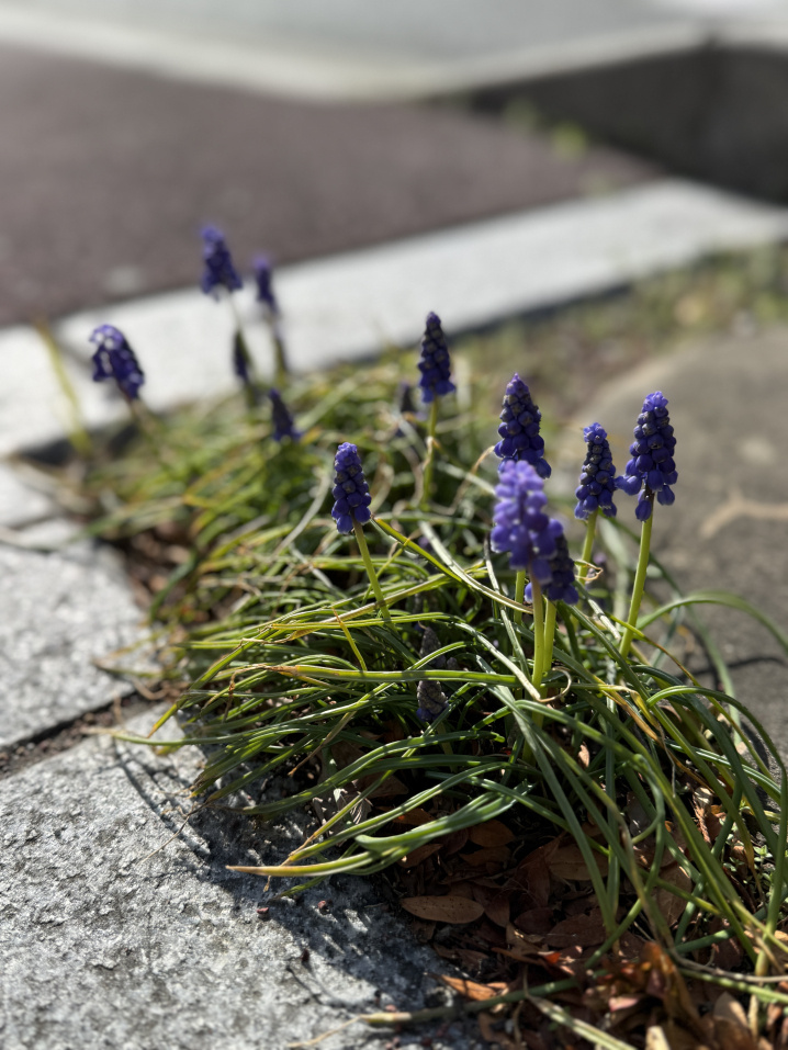 岡島百貨店、着工の見通しの画像