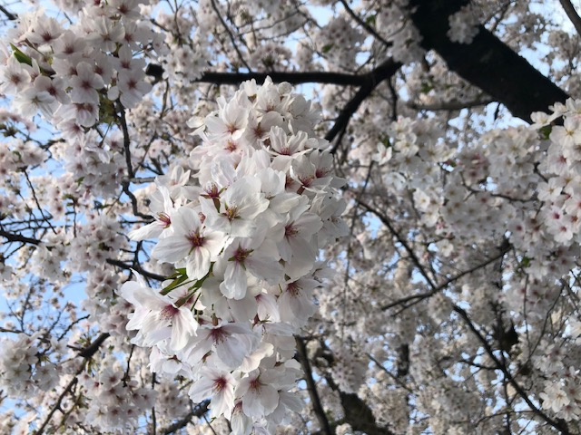 桜の名所を新宿で楽しむ散歩コースは？若い人向けの見どころも紹介の画像