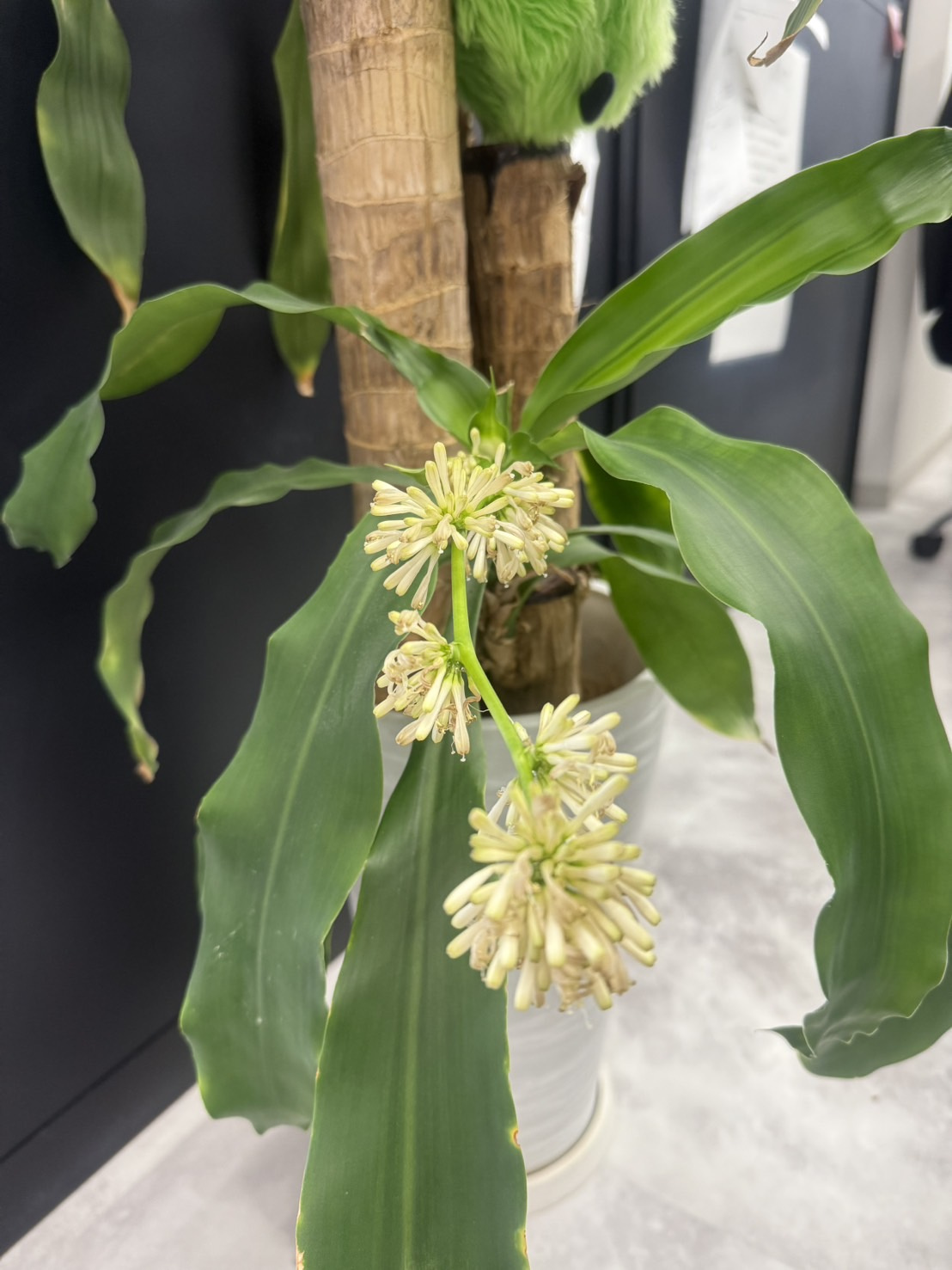 珍しいお花が咲きました！！！❁⃘*.ﾟの画像