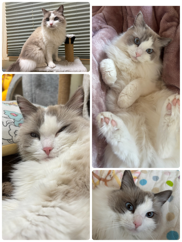 我が家の猫ちゃんの近況の画像