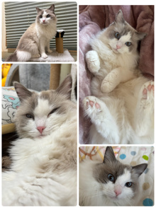 我が家の猫ちゃんの近況の画像