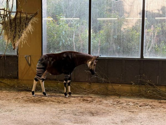 横浜動物園の画像