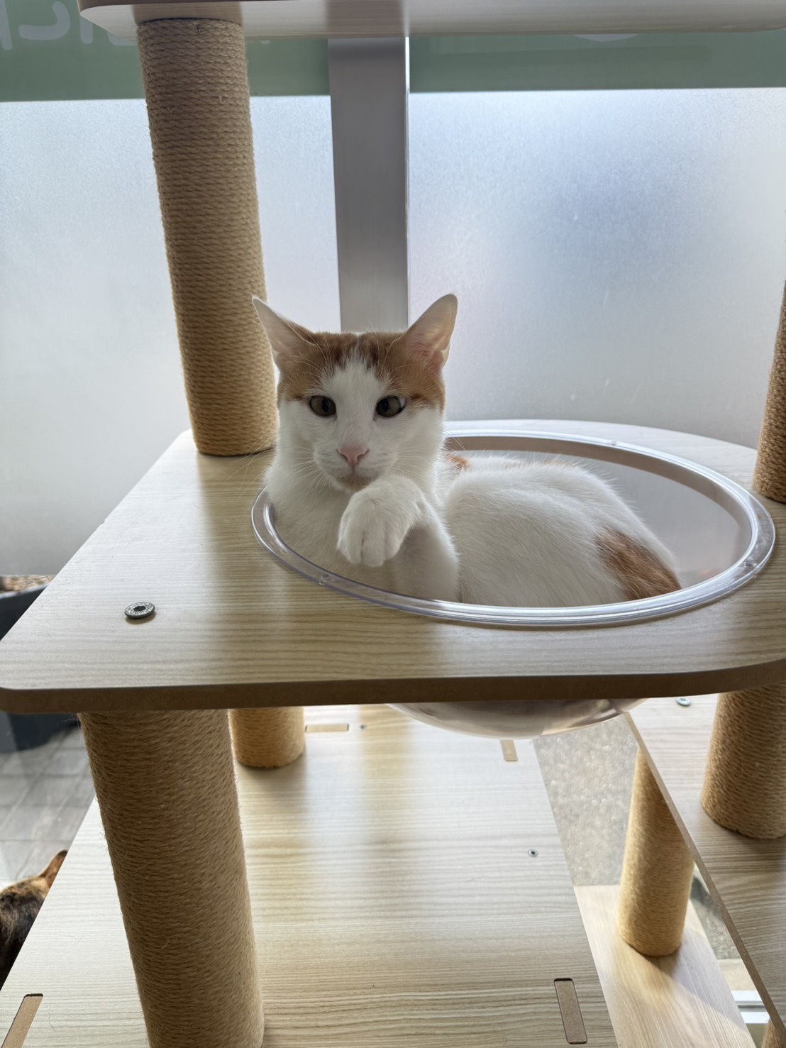 本日のネコ♪の画像