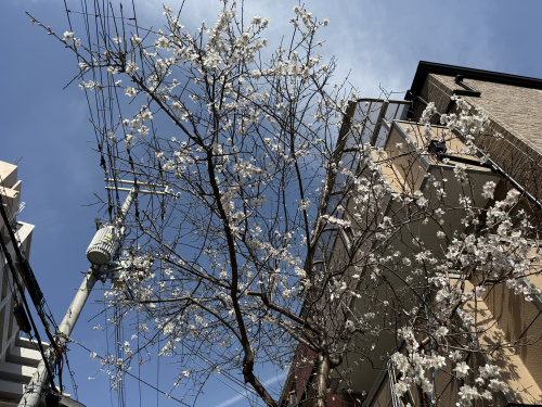 桜咲いてました！の画像