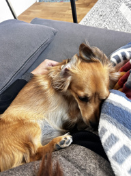 可愛さに全振りの画像