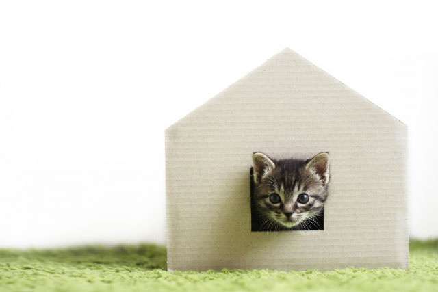新築で猫と暮らす際の注意点は？安全対策やおすすめの設備についても解説の画像
