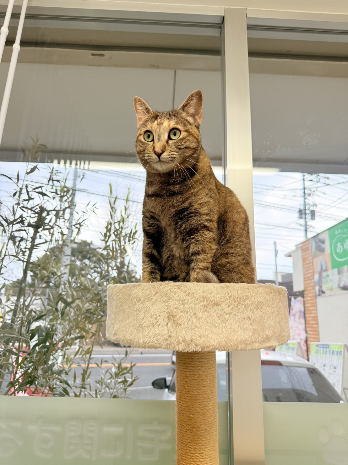 本日のネコ♪の画像