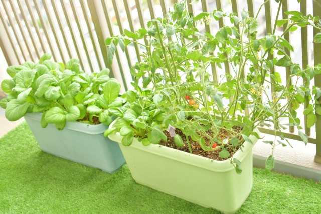 賃貸物件でベランダ菜園の魅力！注意点やおすすめ品種についても解説の画像