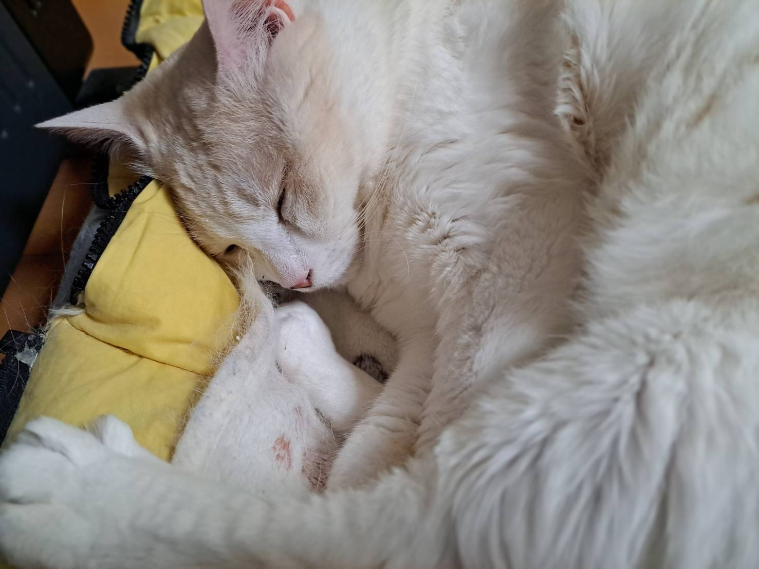 本日のネコ♪の画像