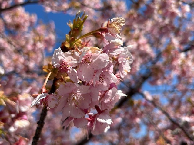 【弥富市不動産売却】河津桜の画像