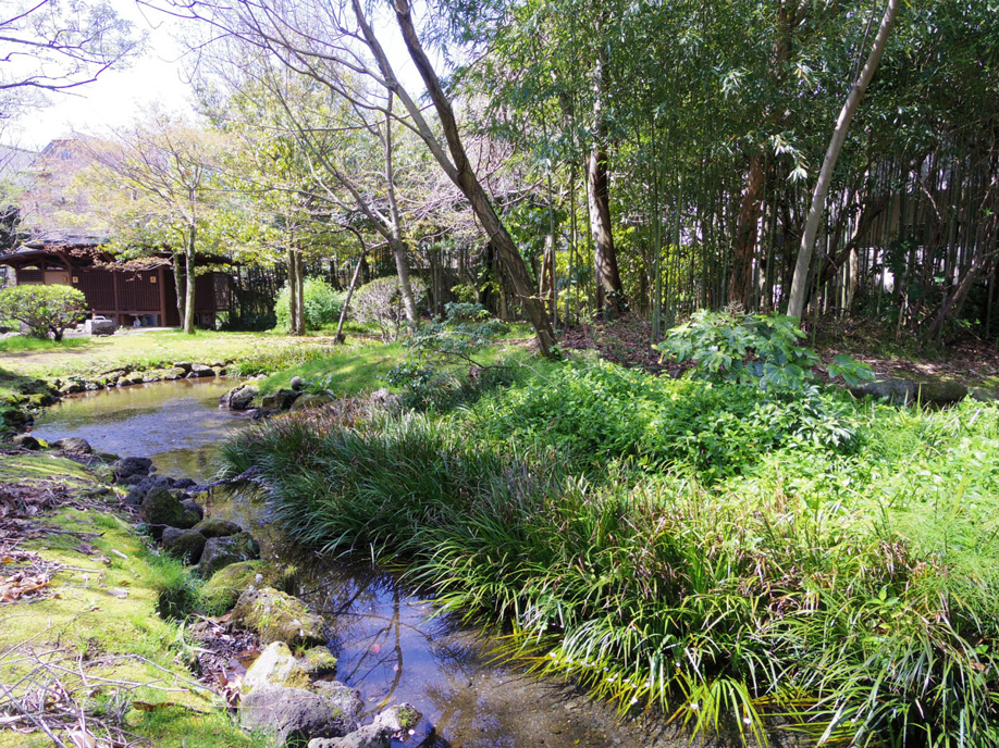  三島市源兵衛川遊歩道　6号水の苑緑地までぶらり散歩