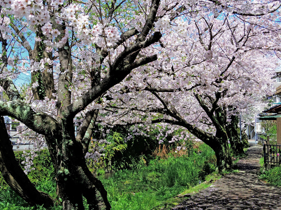  三島市源兵衛川遊歩道　6号水の苑緑地までぶらり散歩