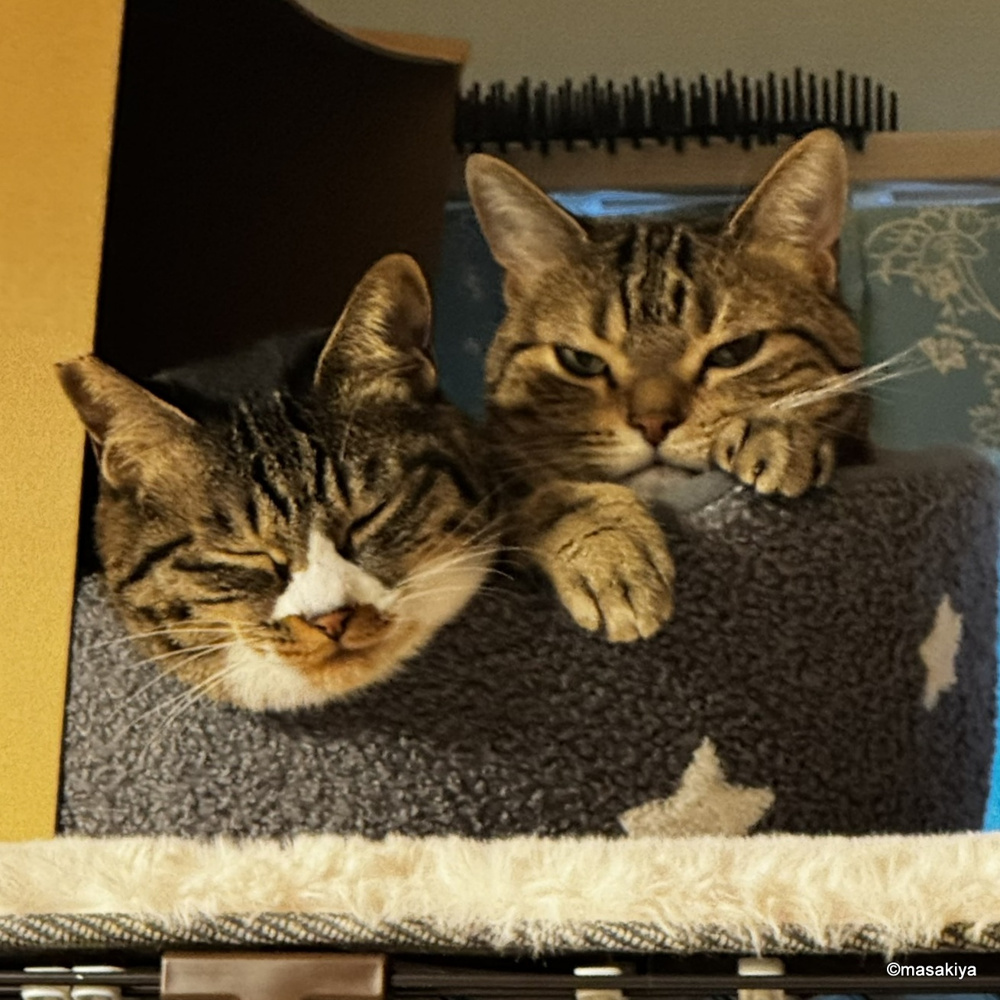 最近のネコの画像