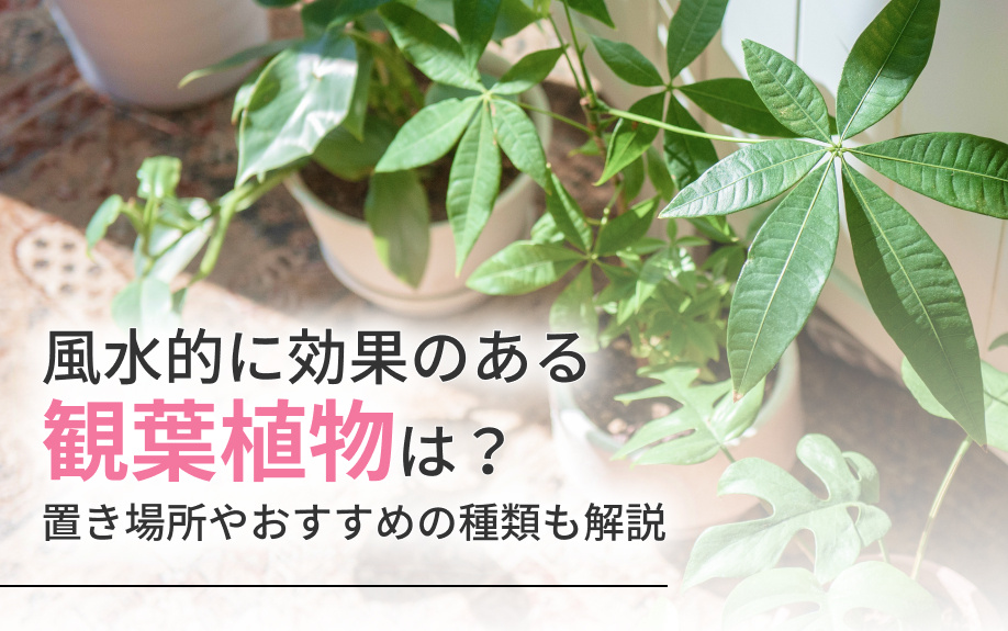 風水的に効果のある観葉植物は？置き場所やおすすめの種類も解説の画像