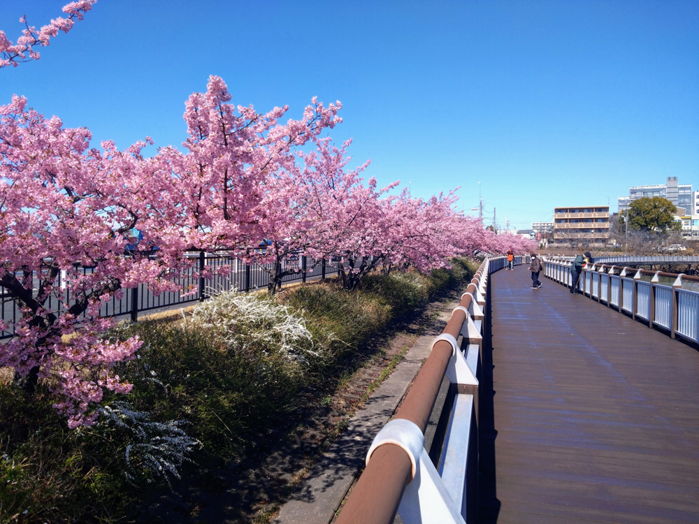 来週は桜開花ラッシュ!?の画像