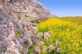 熊谷桜まつり2026の開催日はいつ？アクセスや屋台夜桜写真スポットも紹介の画像