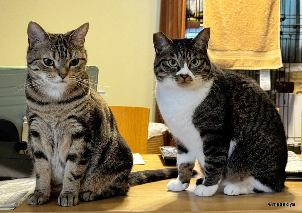 今日のネコの画像