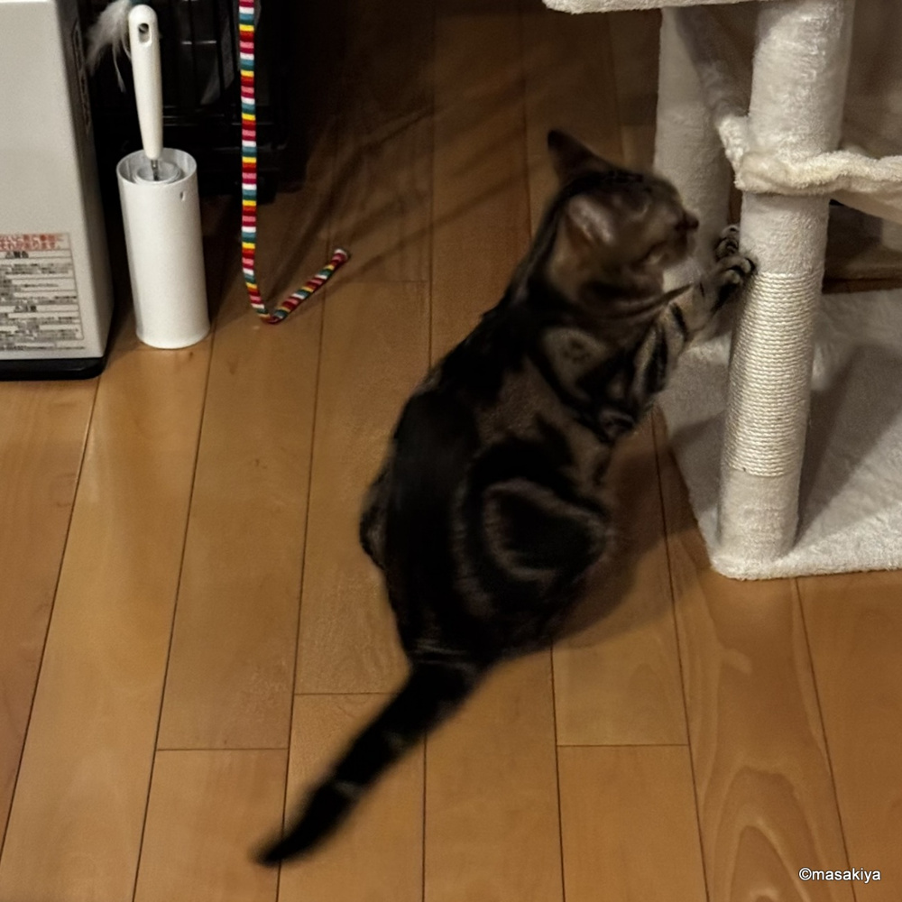 朝のネコの画像