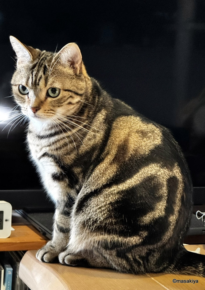 今朝のネコの画像