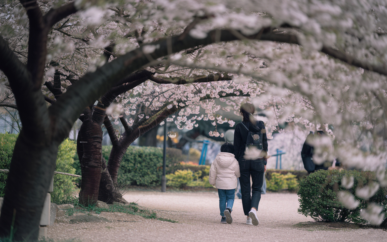 春分の日に地域で桜を楽しみませんか小金井公園や東小金井駅周辺の見どころも紹介の画像